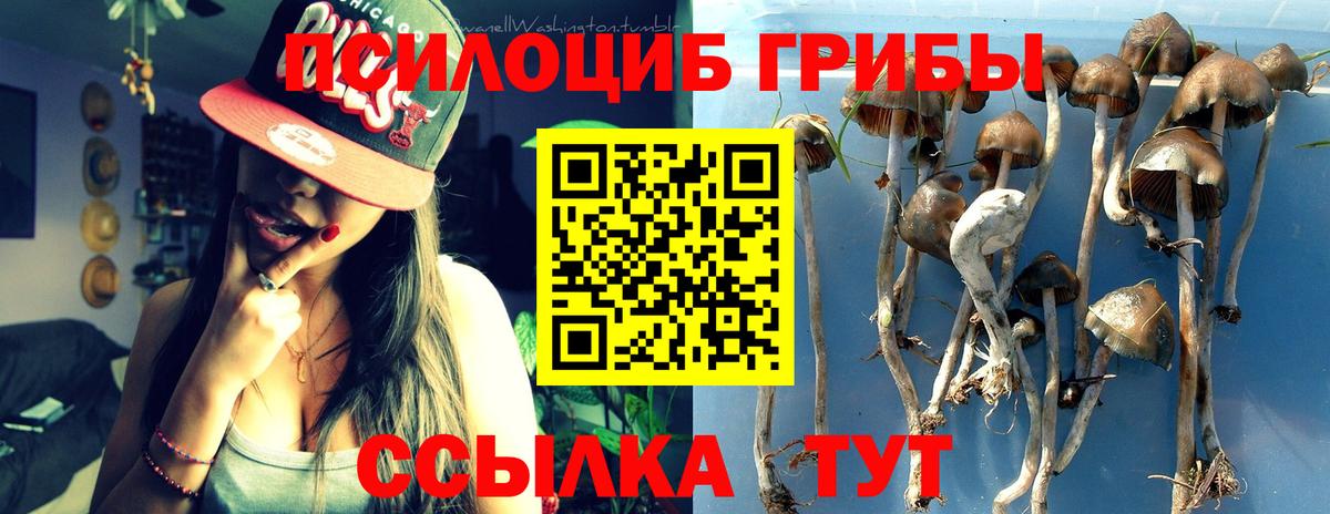 Псилоцибиновые грибы Psilocybe Усинск